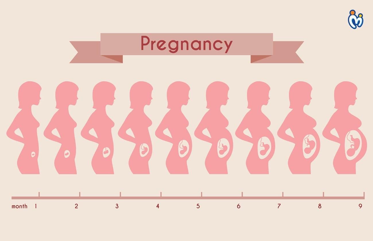 Pregnancy Stages- Monthly Changes in the Body and The Stages of Fetal Development
